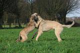 IRISH WOLFHOUND 250